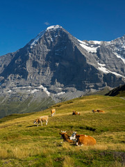Fototapeta na wymiar Switzerland, Bern Canton, Mannlichen area, Swiss cows in alpine setting, Eiger North Face in background
