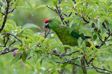 Norfolk Island Endemic Green Parrot
