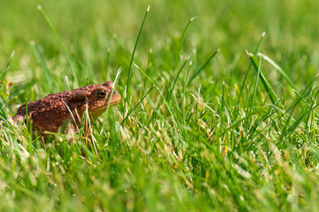 Naklejka premium A brown common toad (Bufo bufo) in green grass.