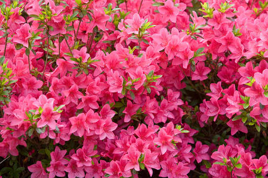 A bush of pink flowers in bloom.