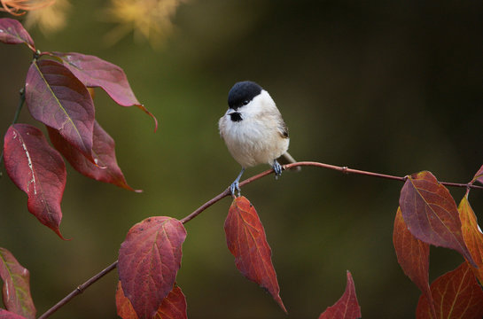 Marsh Tit (Poecile palustris), adult perched on autumn branch, Oberaegeri, Switzerland, Europe