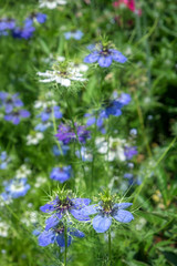 Love-in-a-mist flowers, USA