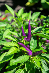 Purple Flash, ornamental pepper plant, USA