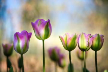 Obraz premium Colorful, diffused tulips