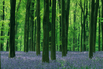 England, Beech forest & Bluebells (Hyacinthoides non-scripta), Wiltshire, England, UK.