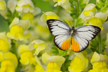 The Orange Gull butterfly, Cepora iudith malaya