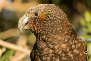 Kaka New Zealand Endemic Parrot