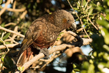 Kaka New Zealand Endemic Parrot