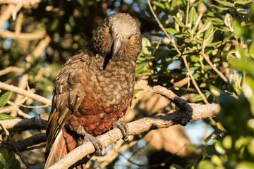 Kaka New Zealand Endemic Parrot