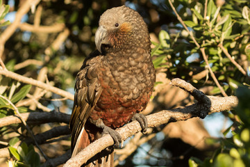 Kaka New Zealand Endemic Parrot