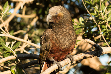 Kaka New Zealand Endemic Parrot