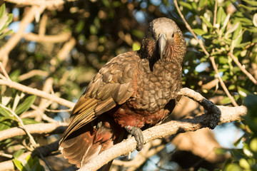 Kaka New Zealand Endemic Parrot