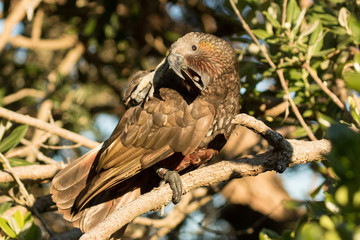 Kaka New Zealand Endemic Parrot