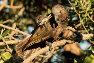 Kaka New Zealand Endemic Parrot
