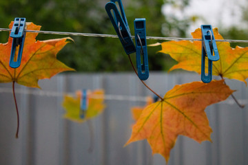 Autumn maple leaves hanging on clothespins on clothesline