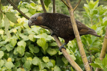Kaka New Zealand Endemic Parrot