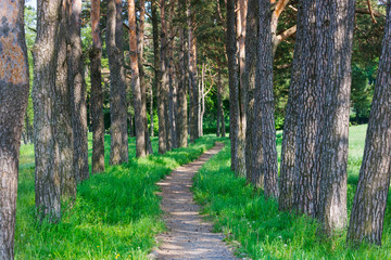 Obraz premium A narrow path in the forest. Mir, Belarus.