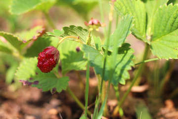 wild red strawberries growing in the forest