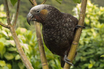 Kaka New Zealand Endemic Parrot