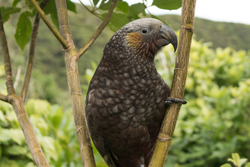 Kaka New Zealand Endemic Parrot