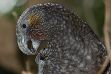 Kaka New Zealand Endemic Parrot