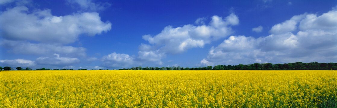 England, Fovant. A sweeping field of brilliant yellow rapeseed (also known as canola) near Fovant, Wiltshire, England, spells allergy attack.