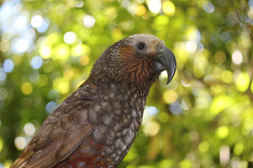 Kaka New Zealand Endemic Parrot