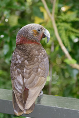 Kaka New Zealand Endemic Parrot