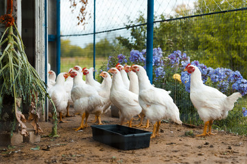 White Chicken on a farm in the countryside, near a watering hole. Looking at the camera