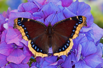 Mourning Cloak Butterfly, Nymphalis antiopa