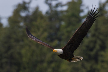 Bald Eagle with Meal