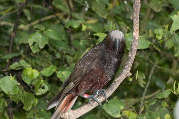 Kaka New Zealand Endemic Parrot