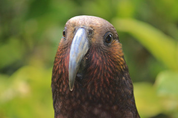 Kaka New Zealand Endemic Parrot