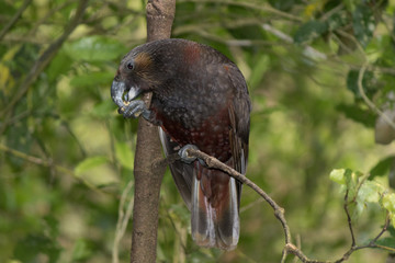 Kaka New Zealand Endemic Parrot