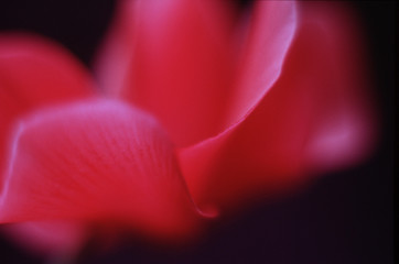 Red Cyclamen Abstract