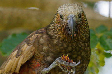 Kaka New Zealand Endemic Parrot