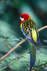 Colorful tropical bird
