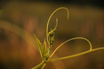 Sprout of native or wild cucumber