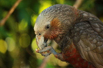 Kaka New Zealand Endemic Parrot