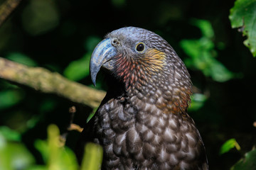 Kaka New Zealand Endemic Parrot