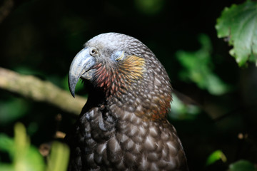 Kaka New Zealand Endemic Parrot