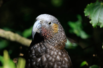 Kaka New Zealand Endemic Parrot