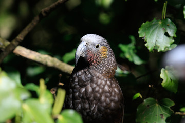 Kaka New Zealand Endemic Parrot