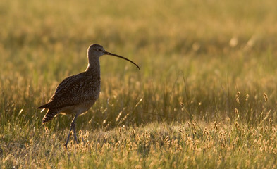 Long-billed Curlew Silhouette