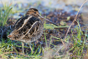 Common Snipe