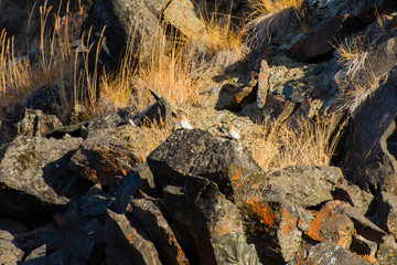 Greenland. Scoresby Sund. Gasefjord. Gasegletscher. Redpoll (Acanthis flammea) resting on a rock.