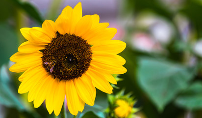 Sunflower and it's friend