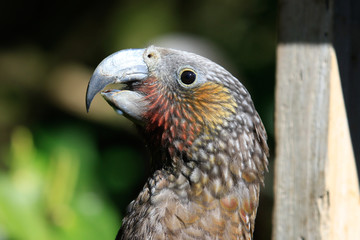 Kaka New Zealand Endemic Parrot