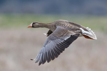 Greater White-fronted Goose in Flight