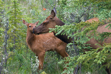 Fototapeta premium Rocky Mountain Cow Elk with Calf